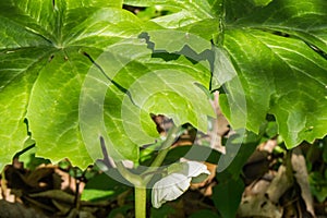 Mayapple Ã¢â¬â Podophyllum peltatum photo